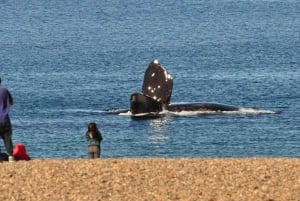 Vista das baleias: traslado para a praia de El Doradillo