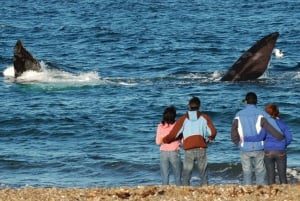 Vue sur les baleines : transfert à la plage d'El Doradillo