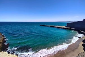 A spasso con i pinguini: Punta Tombo per i passeggeri delle crociere