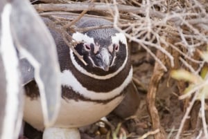 Marchez avec les pingouins : Punta Tombo pour les croisiéristes