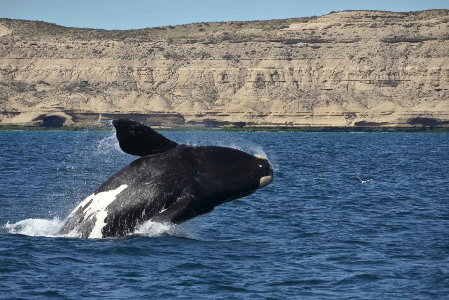 Barca per l'osservazione delle balene