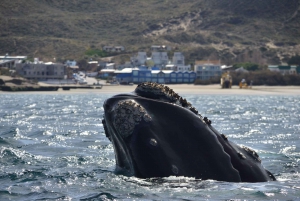 Barco para observação de baleias