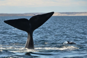 Bateau d'observation des baleines