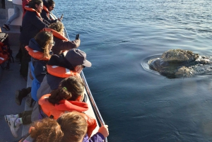 Barco para observação de baleias