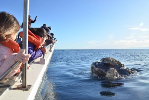 Barca per l'osservazione delle balene