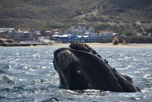 Barco de observação de baleias