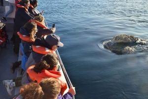 Barco de observação de baleias