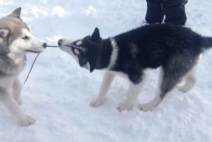 Vit dag i Ushuaia: Snöskoter, culipatin, vandring och mer