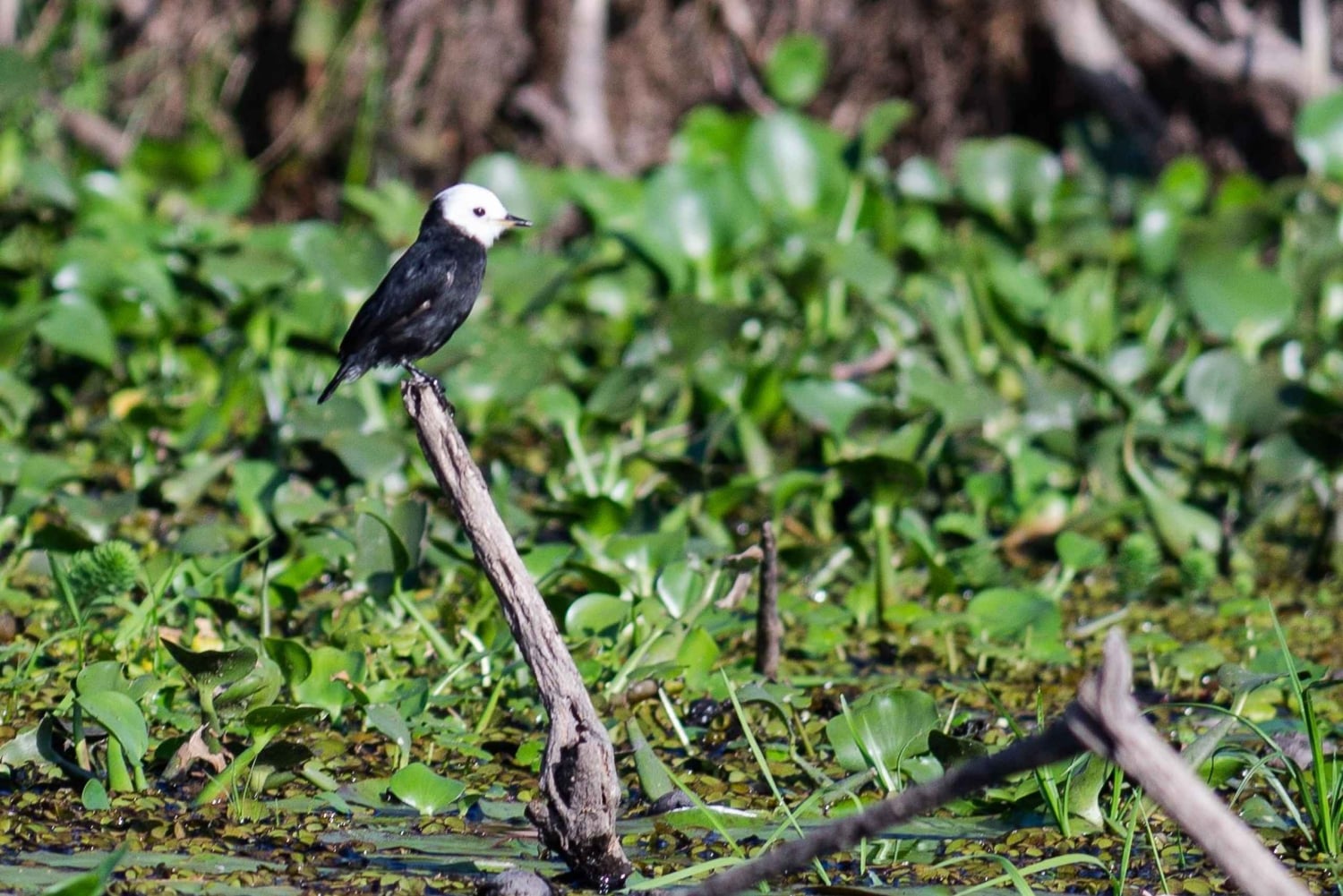 Dyre- og natursafari i hjertet af Iberá
