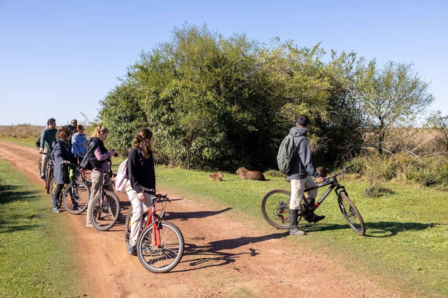 Dyre- og natursafari i hjertet af Iberá