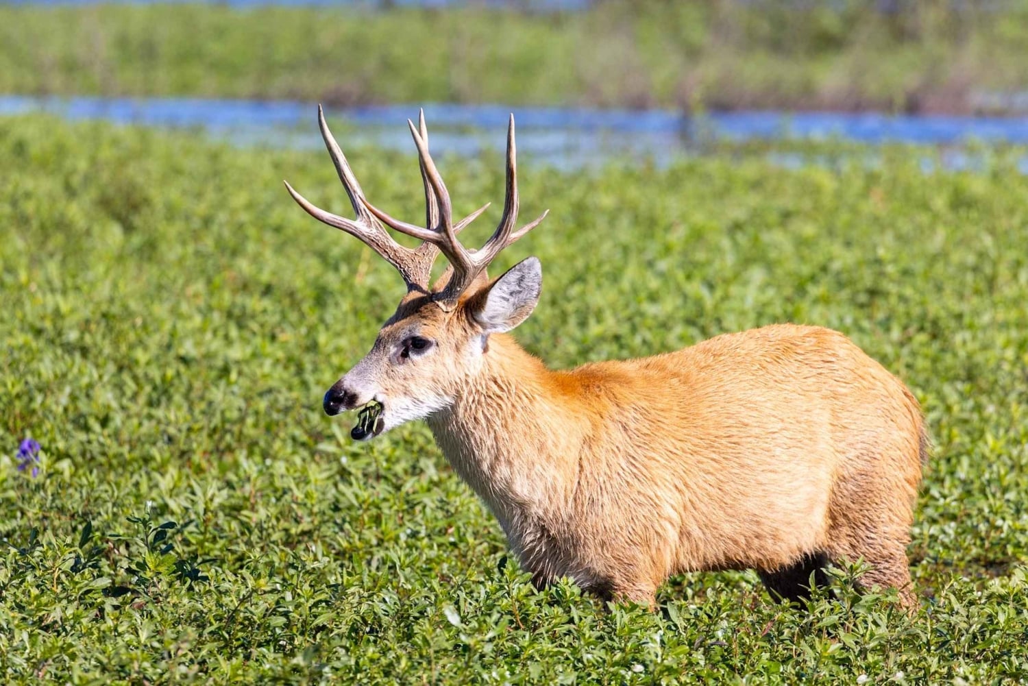 Dyre- og natursafari i hjertet af Iberá
