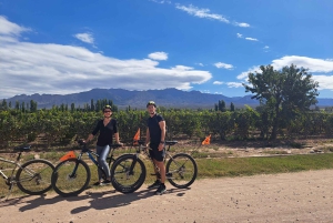 Tour in bicicletta del vino e del cioccolato: pedalata, degustazione, pranzo, vigneti.