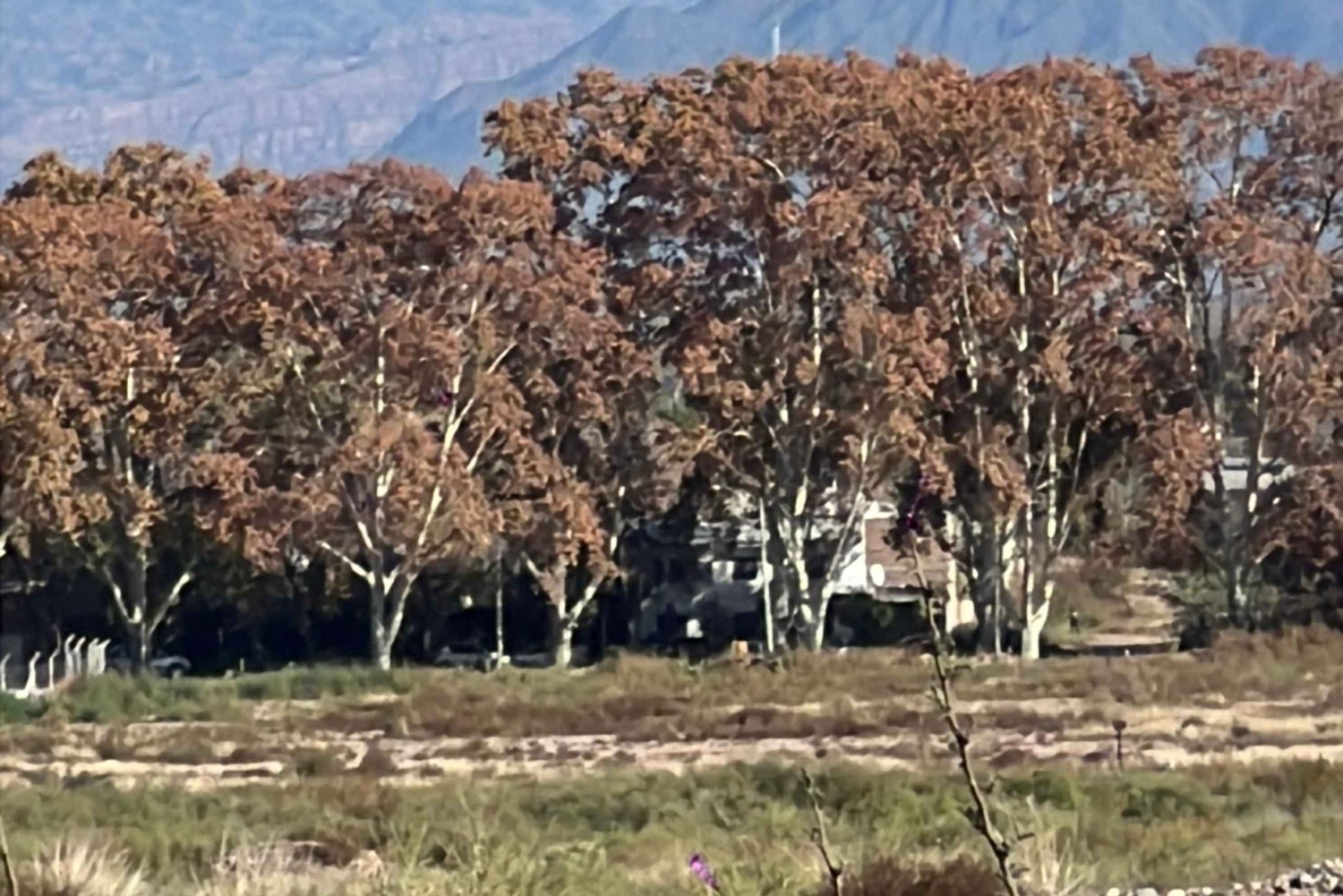 Wine, empanadas, and olive oil tours in Mendoza