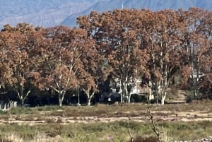 Wine, empanadas, and olive oil tours in Mendoza