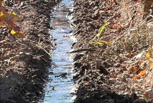 Wine, empanadas, and olive oil tours in Mendoza