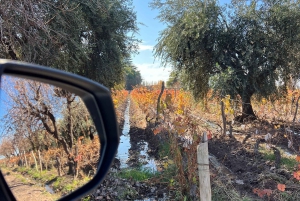 Wine, empanadas, and olive oil tours in Mendoza