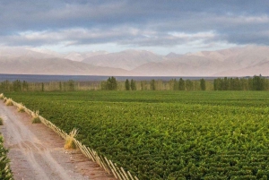 Les icônes du vin : Découvrez le monde pétillant de Chandon