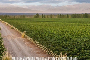 Ikony wina: Poznaj musujący świat Chandon