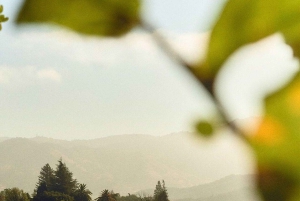 Ikony wina: Poznaj musujący świat Chandon