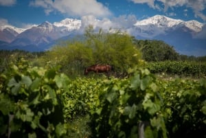 Valitse viiniseikkailusi Uco Valleyssa