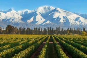 Choisissez votre aventure vinicole dans la vallée d'Uco