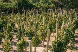 Mendoza: Private Wine Tour, Tastings and Lunch with Pairings