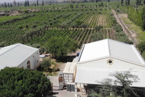 Tour privado de Bodegas + Comida con maridaje + Traslado incluido