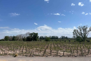 Tour pelas adegas com almoço em Maipu