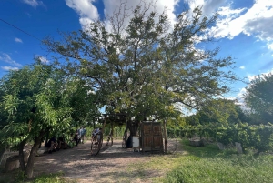 Tour pelas adegas com almoço em Maipu