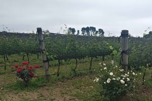 WineTour - from Cordoba to Colonia Caroya