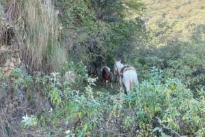 Yungas: passeggiata a cavallo nella giungla + picnic