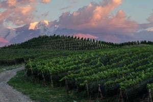 Zuccardi Legacy: Podróż przez najlepsze doliny Uco