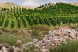 Zuccardi erfenis: Een reis door het beste van de Uco-vallei