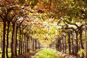 Excursión en Bicicleta por la Fábrica de Aceite de Oliva Zuccardi + Degustación de Vino + Almuerzo