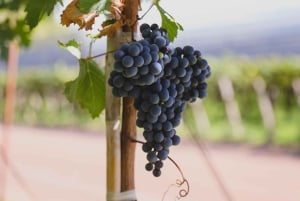 Zuccardi´s Santa Julia Pyöräretki + Viininmaistelu + Täysi lounas