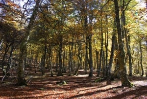 Cangas de Onís: Ruta en Bosque de Vegabaño con comida en refugio de montaña