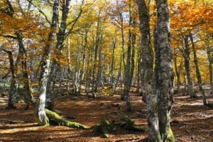 Cangas de Onís: Ruta en Bosque de Vegabaño con comida en refugio de montaña