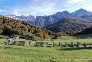 Cangas de Onís: Ruta en Bosque de Vegabaño con comida en refugio de montaña