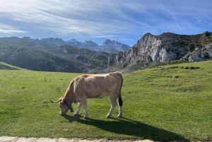 Tour privado de Oviedo a Covadonga y los Lagos de los Picos de Europa