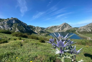 Tour privado de Oviedo a Covadonga y los Lagos de los Picos de Europa