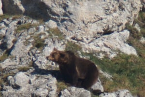 From Gijón, Oviedo or Pola de Somiedo: Brown Bear Spotting