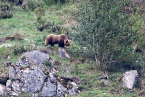 From Gijón, Oviedo or Pola de Somiedo: Brown Bear Spotting