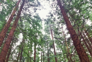 Из Сантандера: частный тур по Кантабрии