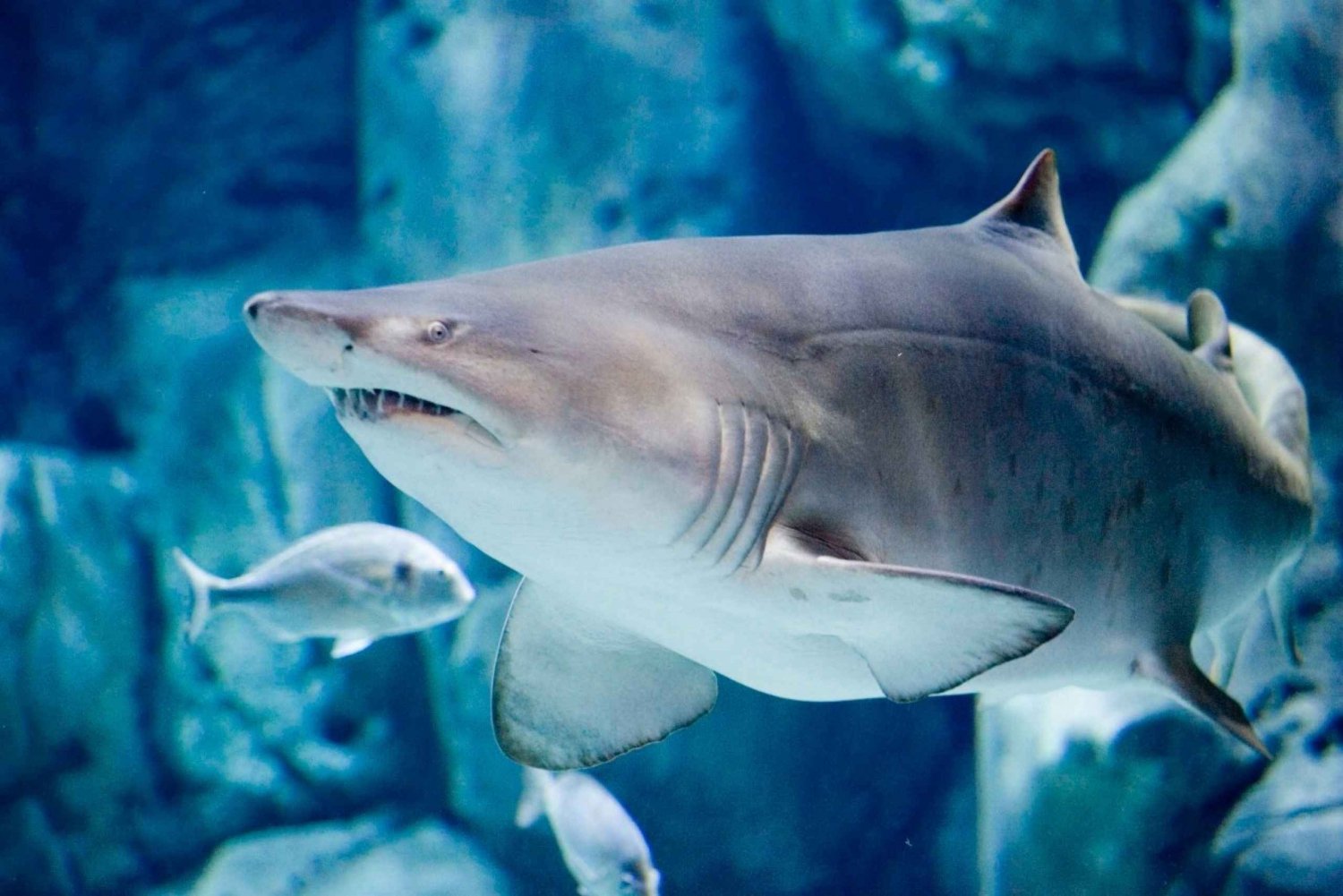 Bioparc Aquarium van Gijon Toegangsbewijs