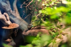 ヒホン水族館入場券