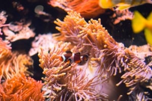 ヒホン水族館入場券