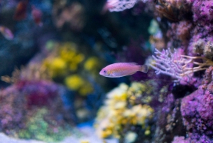 ヒホン水族館入場券