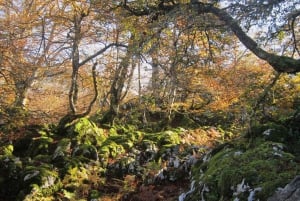 Laghi di Covadonga e Santuario di Covadonga: itinerario guidato e interpretato