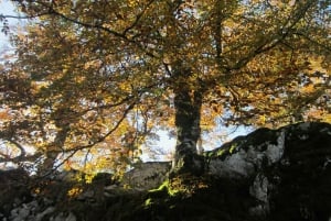 Laghi di Covadonga e Santuario di Covadonga: itinerario guidato e interpretato