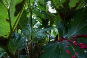 Luarca, Asturies : Visite guidée du jardin de Fonte Baxa